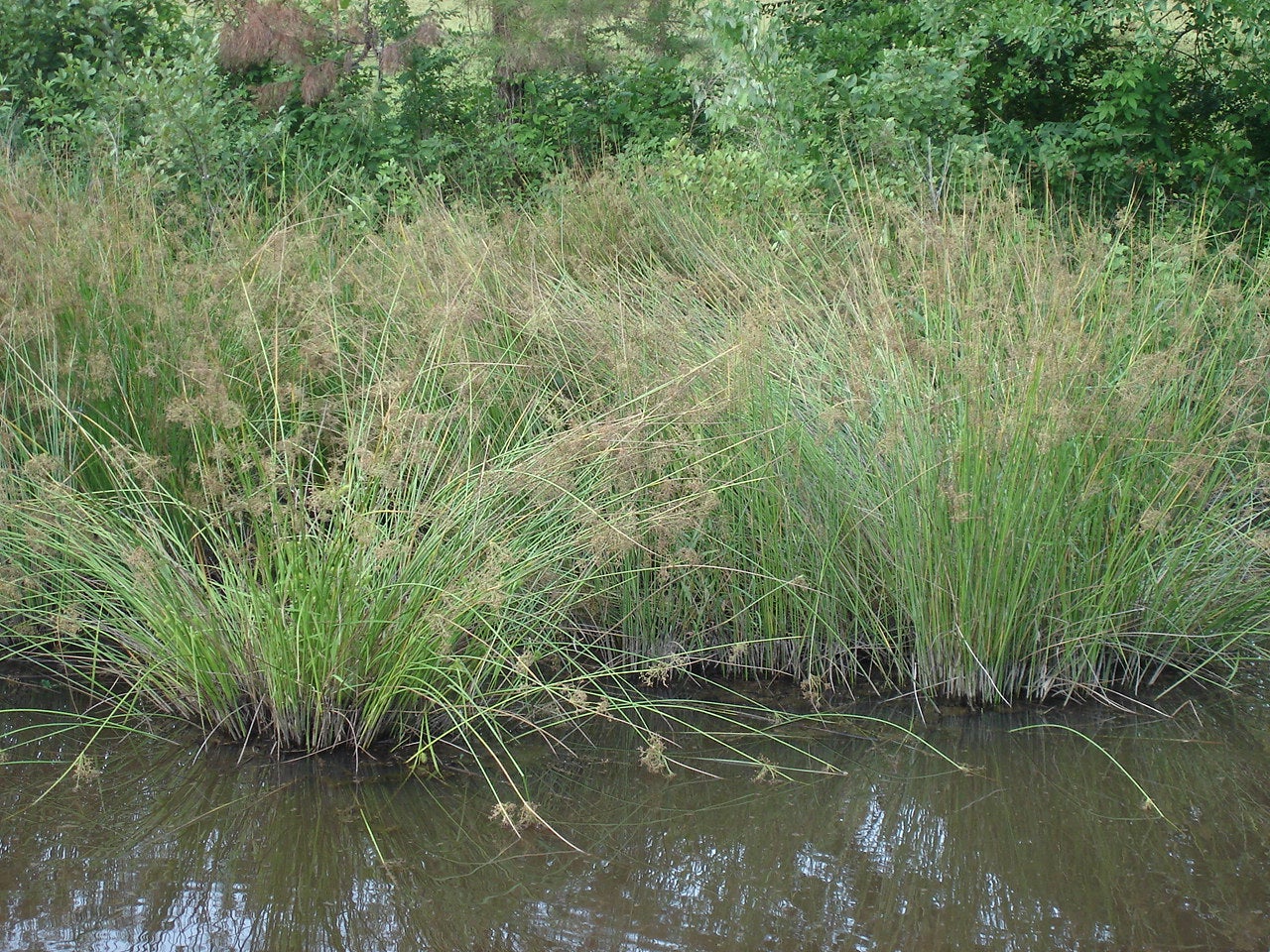 Emergent Aquatic Plants Outdoor Alabama
